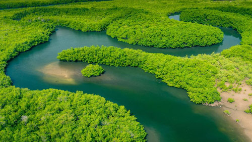 Nomad Lab Amazon Forest